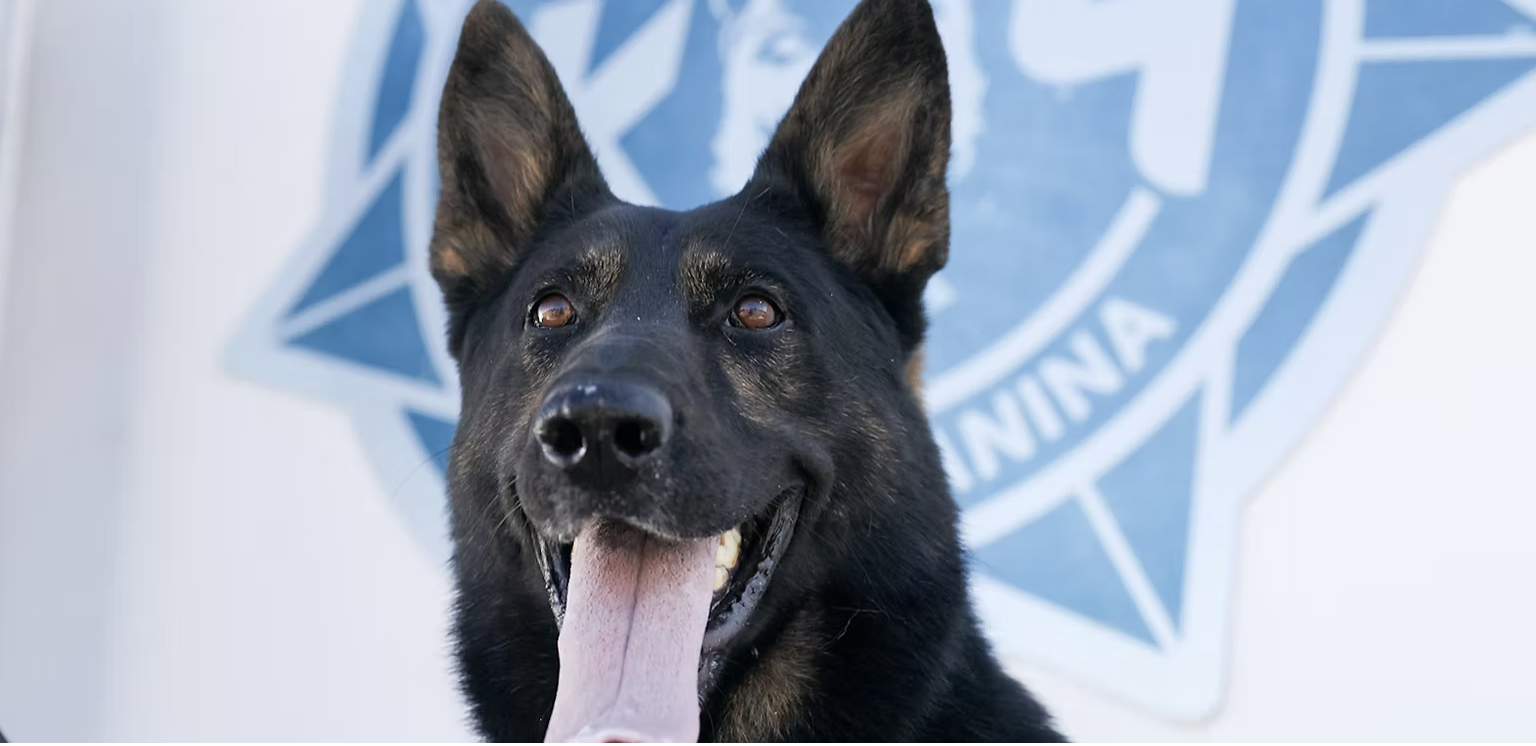 VALIENTES Y LEALES, CON UN OLFATO QUE SALVA VIDAS, ASÍ ES EL GRUPO K9 DE AGUASCALIENTES